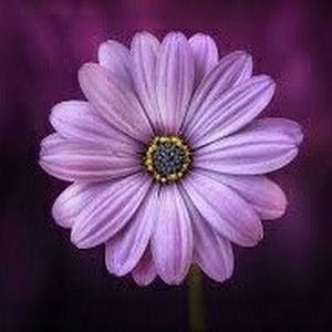 Meet your Posher, Evelyn